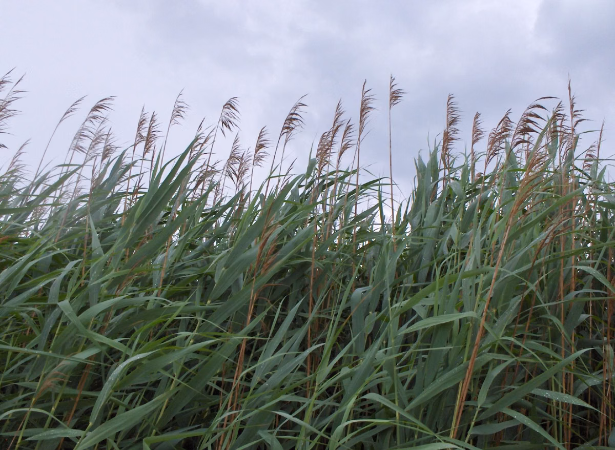 Tall common reeds growing along the Chesapeake Bay shore in Maryland