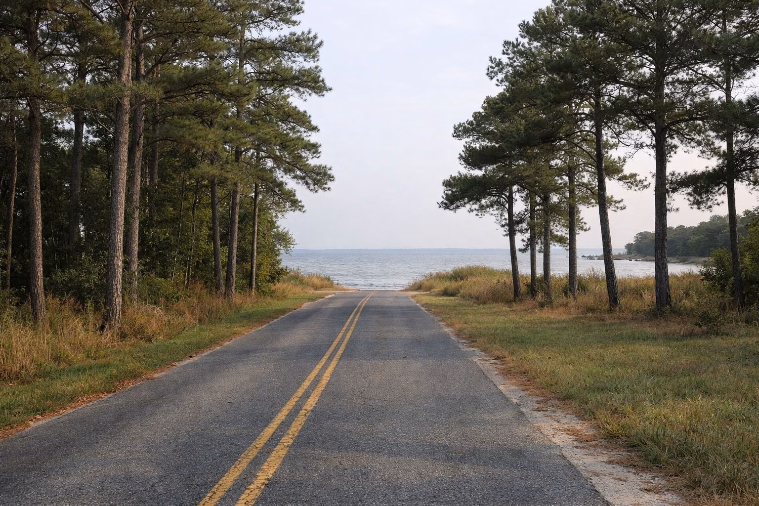 A quiet two-lane park road lined with pines and grass, bay water glimpsed at the end